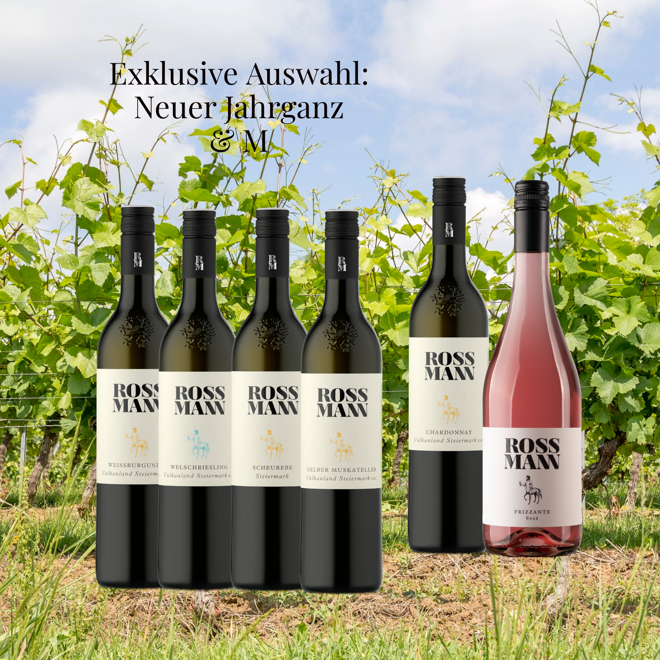 Vino Vielfalt Jahrgang 2024